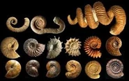 Ammonites coquilles.jpg (10 kio) Diversité des coquilles d'ammonites