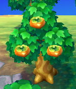 Persimmon tree