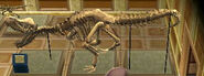 Le squelette de Tyrannosaure au musée dans New Leaf