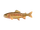 Truite dorée