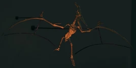 Pteranodon