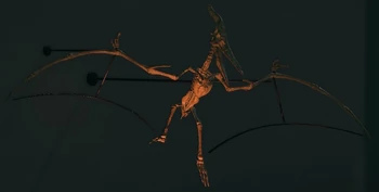 Pteranodon