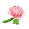 Chrysanthème rose-NH.png (12 kio) Hybride rose