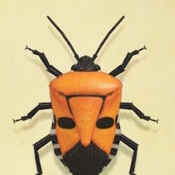Man Faced Stink Bug Animal Crossing Wiki Fandom