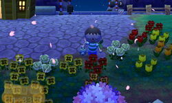 Cherry-blossom pochette, Animal Crossing Wiki