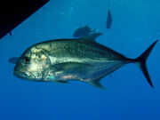 Caranx ignobilis.jpg
