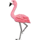 Mr.flamingocf