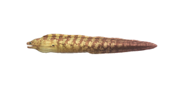 NH-Poisson-Murène
