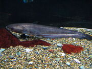 Giant catfish-Silurus biwaensis1