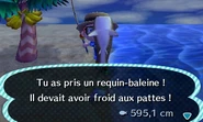 Un joueur ayant pêché un Requin-baleine dans New Leaf