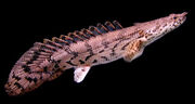 Polypterus endlicherii