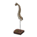 NH-Furniture-brachioskull.png