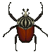Goliath beetle (Wild World).png
