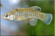 Gulf-Killifish-(Fundulus-gr