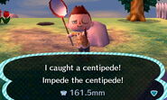 Centipede in New Leaf.