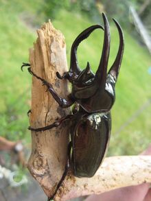 Atlas Beetle.jpg