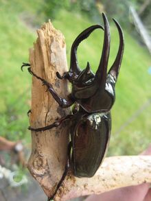 Atlas Beetle