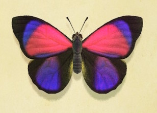 purple butterfly species