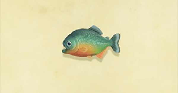 Piranha Animal Crossing Wiki Fandom