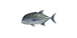 Giant trevally nh