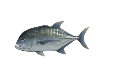 Giant trevally model | Animal Crossing Wiki | Fandom Giant trevally model | Animal Crossing Wiki | Fandom
