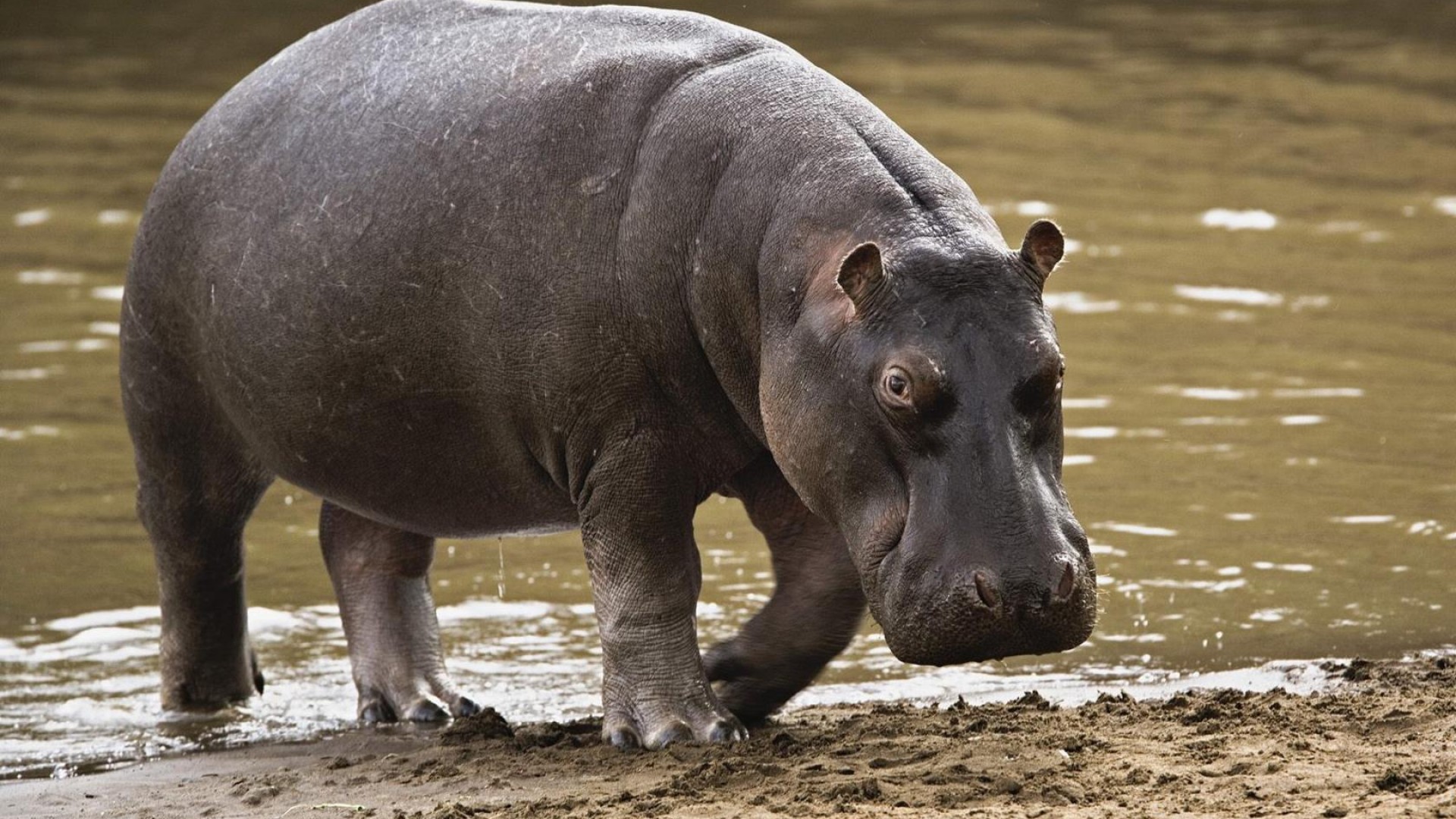 Hippopotame Animal Crossing Wiki Fandom Hippopotame Animal Crossing Wiki Fandom