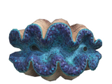 Gigas giant clam