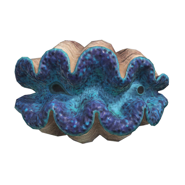 Whole Tridacna Gigas Clam Sea Shells  Sea shells, Shells, Giant clam shell