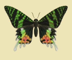 Madagascan sunset moth | Animal 
