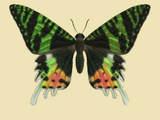 Madagascan sunset moth