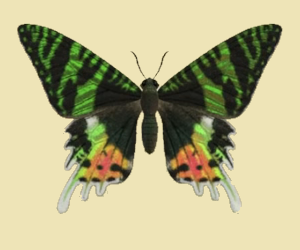 Madagascan sunset moth acnh deals