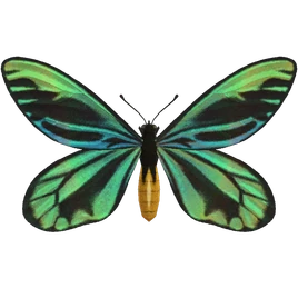 NH-Queen Alexandra's birdwing