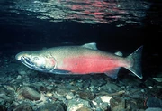 A real-life Salmon