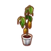 PC-FurnitureIcon-cacao tree