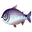 Fish kingsalmon