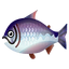 Fish kingsalmon.png