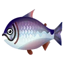 Fish kingsalmon