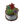 Succulent Plant