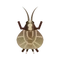 Insect Suzu