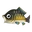 Fish Koi