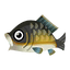 Fish Koi.png