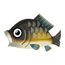 Fish Koi
