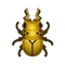 Insect ougon