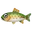 Rainbow Trout