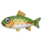 Rainbow Trout