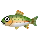 Rainbow Trout