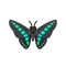 Insect Aosujiageha