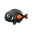 Achilles Surgeonfish