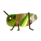 Insect Tonosama