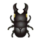 Insect Hiratakwa